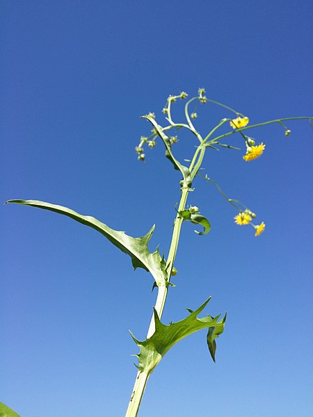 File:Crepis biennis sl4.jpg