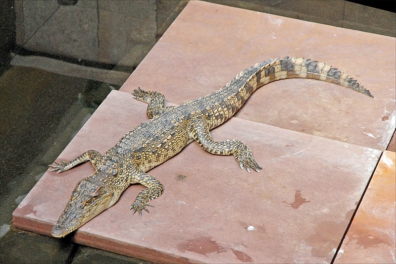 File:Crocodile du Siam (Siem Reap) (6937575847).jpg
