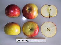 Cross section of Sir John Thornycroft, National Fruit Collection (acc. 1921-020) .jpg