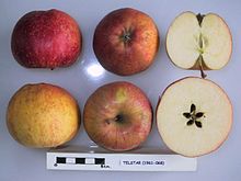 Cross section of Telstar, National Fruit Collection (acc. 1961-068).jpg