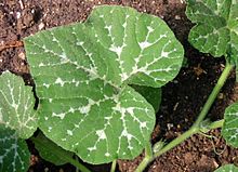 Green Cucurbita moschata leaves with white spots