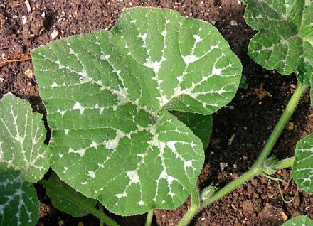 The leaves of Cucurbita moschata often have white spots near the veins.