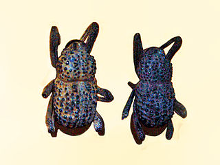 <i>Poropterus</i> Genus of beetles