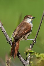 Thumbnail for Yellow-chinned spinetail