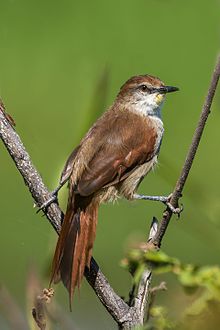 Curutie (Certhiaxis cinnamomeus).jpg