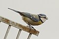 Cyanistes caeruleus 5 mk.jpg