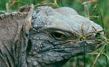 Cyclura nubila caymanensis, captive specimen in Hope Gardens, Jamaica CycNubCaymanensisCaptive.jpg