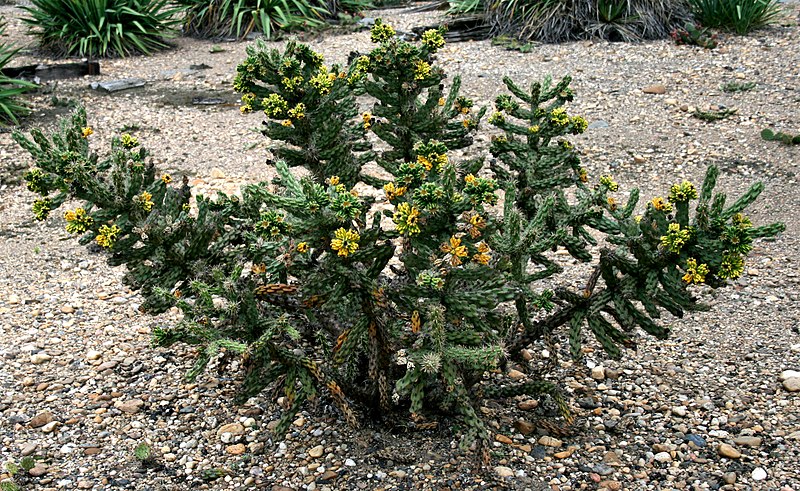 File:Cylindropuntia imbricata 3.jpg