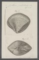 Cytherea petechialis - - Print - Iconographia Zoologica - Special Collections University of Amsterdam - UBAINV0274 078 01 0003.tif
