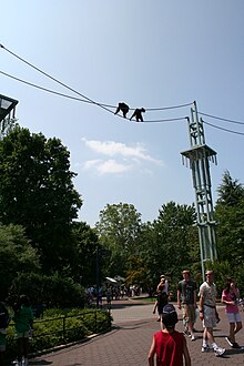 orangutans crossing lines between towers, high above a promenade