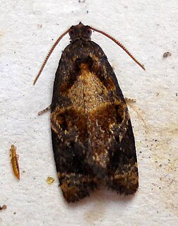 <i>Ditula angustiorana</i> Species of moth