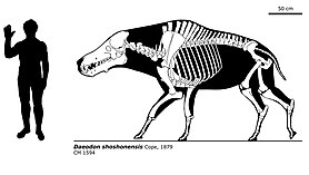 Daeodon skeletal reconstruction and size diagram Daeodon shoshonensis skeletal.jpg