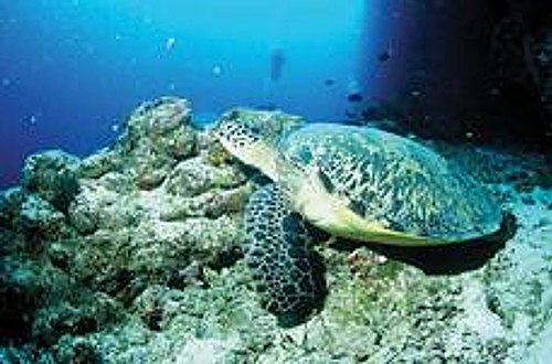 Foto de una tortuga marina tomada en arrecifes de el archipiélago Dahlak.
