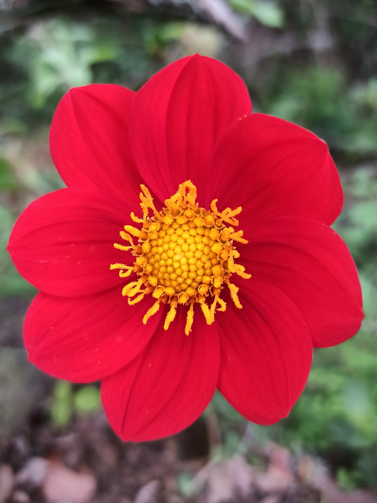 Individualitet Australien Shipley Dahlia coccinea - Wikipedia