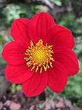 Miniatura para Dahlia coccinea