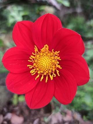 <i>Dahlia coccinea</i> Species of flowering plant in the daisy family Asteraceae