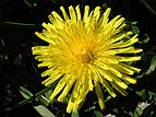 Dandelion flower in mid winter, in full sun, Wellington, NZ