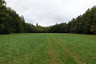 Dannenröder Forst zwischen Stadtallendorf und Homberg