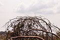 * Предлог Deelerwoud, (the eastern part.) Paths are closed with dead trees to reduce recreational pressure. --Famberhorst 05:08, 29 May 2024 (UTC) * Поддршка  Support Good quality. --Johann Jaritz 06:12, 29 May 2024 (UTC)