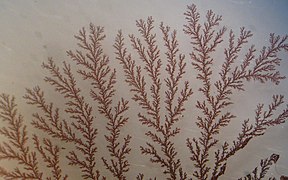Trees: dendritic copper crystals (in microscope)