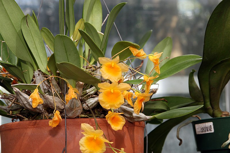 File:Dendrobium aggregatum 2zz.jpg