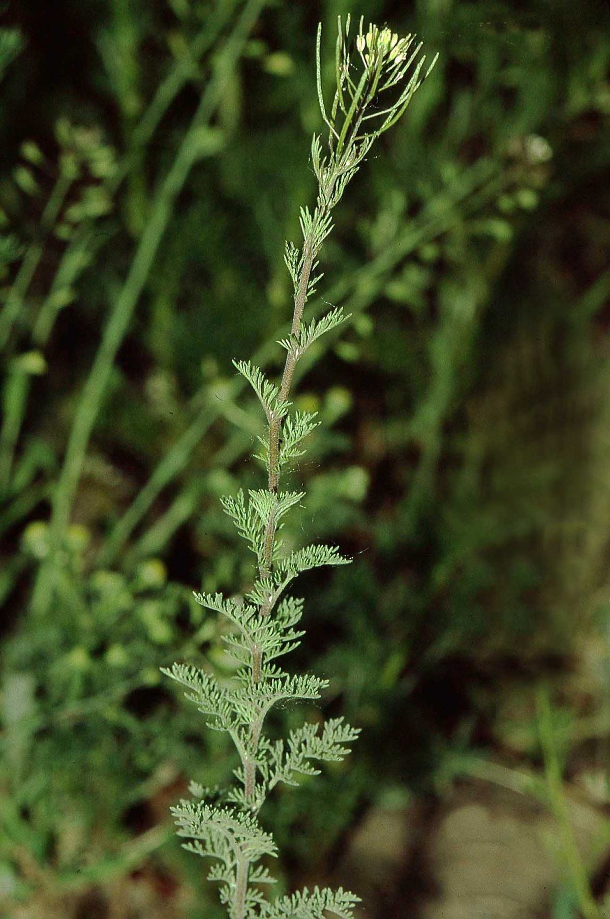 File:Artemisia annua sl11.jpg - Wikimedia Commons