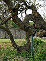 Mulberry tree with putative 17th century origins at Lesnes Abbey in Abbey Wood.