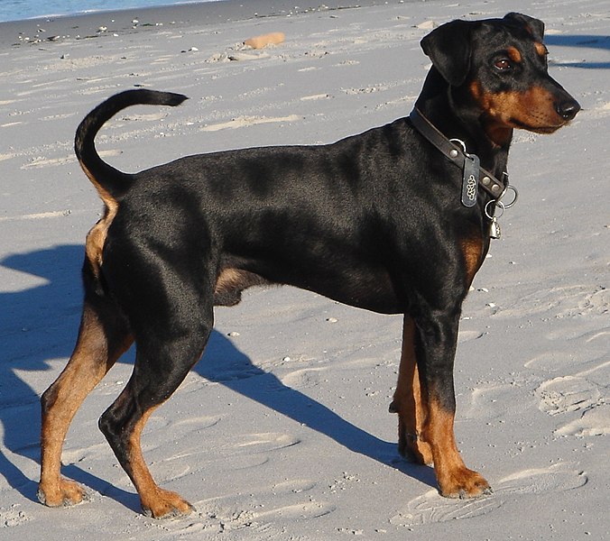 File:Deutscher Pinscher.2.jpg