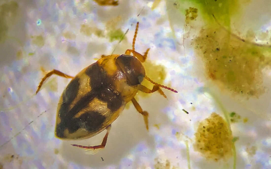 Neoclypeodytes cinctellus