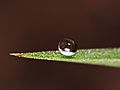 Droplet with very little wetting