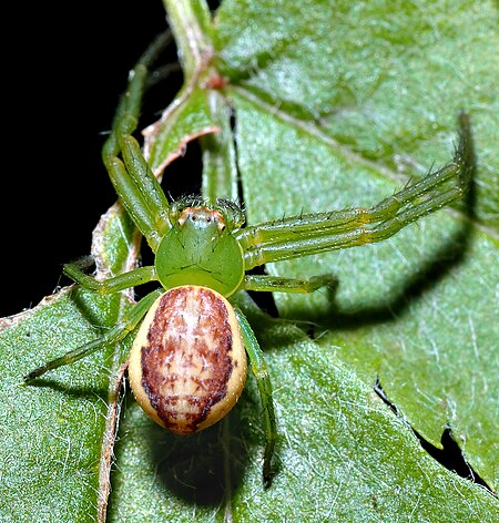 Diaea dorsata - top (aka).jpg