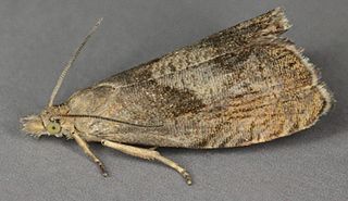 <i>Dichrorampha simpliciana</i> Species of moth