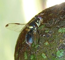 Didacus ciliatus, Jan Celliers Parkı, b.jpg