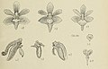 Trichoglottis lanceolaria figure 463 in: Johannes Jacobus Smith: Die Orchideen von Java Figuren-Atlas - 6. Heft Leiden (1914) (Detail)