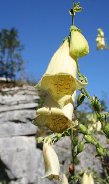 Digitalis grandiflora