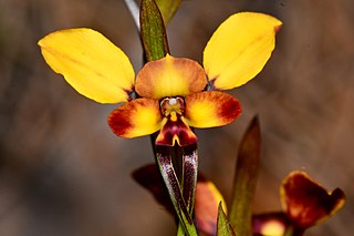 <i>Diuris porrifolia</i> Species of orchid