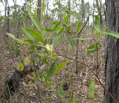 Tập_tin:Dodonaea_triquetra.jpg