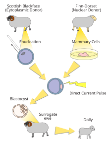 Diagramm, wie das Schaf Dolly geklont wurde