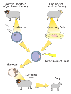 Adult Cell Cloning 84