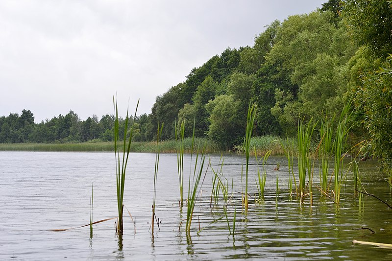 File:Doshne Ratnivskyi Volynska-Doshne lake nature reserve-view of the nothern shore of the lake-1.jpg