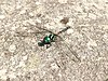 Dragonfly in Mt. Isarog.jpg