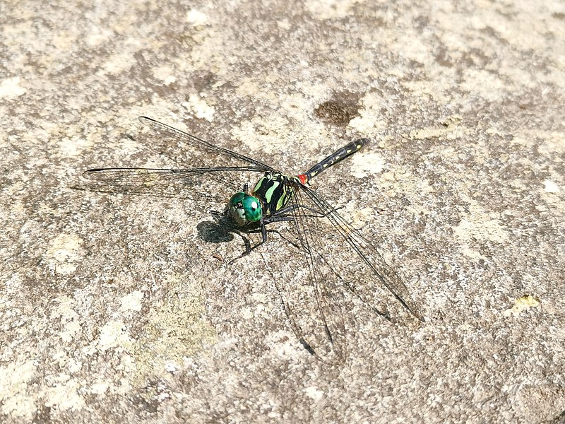 File:Dragonfly in Mt. Isarog.jpg