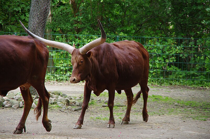 File:Dresden zoo, Germany (14142542102).jpg