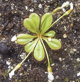 <i>Drosera bulbosa</i> Species of carnivorous plant