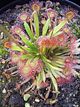 Drosera kenneallyihabitus.jpg