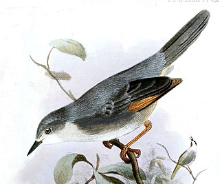 <span class="mw-page-title-main">Red-winged grey warbler</span> Species of bird