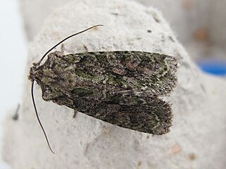 <i>Dryobotodes eremita</i> Species of moth
