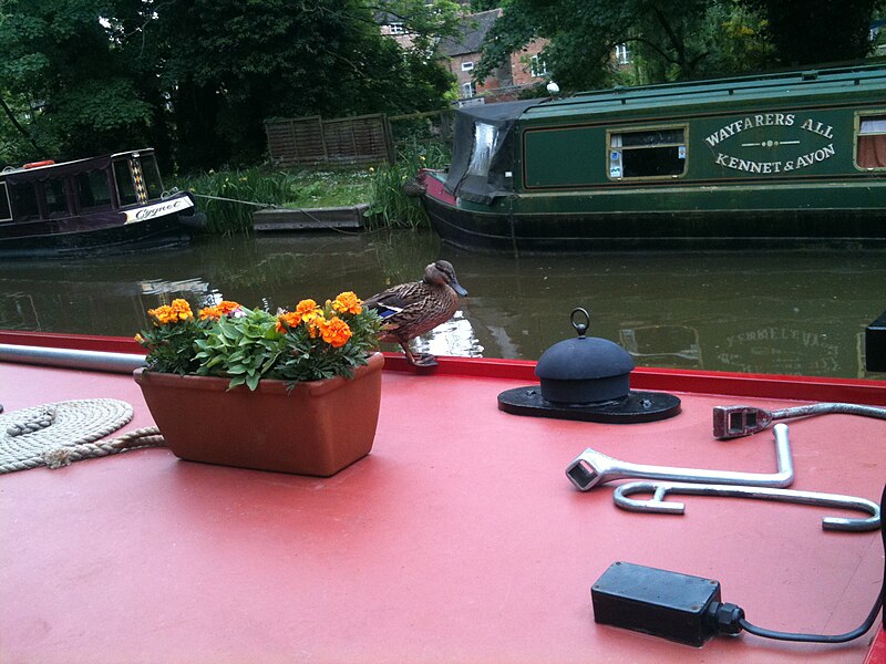 File:Duck on the roof.jpg