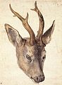 Kop fon aan Räi-Buk, moald fon Albrecht Dürer