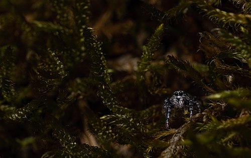 Zebra spider waiting for prey